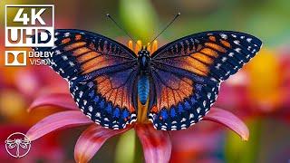 Most Beautiful Butterfly 4K Calm Piano Music Helps You Find Inner Peace