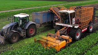 Suikerbieten rooien | Sugarbeet Harvest | Zuckerrübenernte | Agrifac | Fendt | Bietenoogst 2024