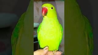 #bolnewalaparrot#talkingparrot#parrotspeak#parrotvideo#funny#entertainment#birds#mummy#parrot#monkey