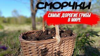 ДЕЛИКАТЕСНЫЕ ГРИБЫ СМОРЧКИ! Как найти и где растут?...