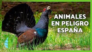 ANIMALES en PELIGRO de EXTINCIÓN en ESPAÑA ️ (Top 10)