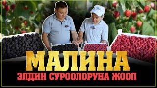 Малина өстүрүүдө эмнени билиш керек? Ыссык суукка чыдаган сорттор. Кандай көчөт алыш керек?