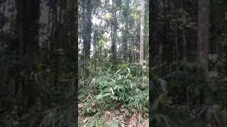 Ketahuan berduaan di hutan