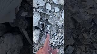 Ancient Treasure Unearthed in Florida!