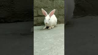 Bol Do Na Zara Song Armaan Malik #shorts#trendingshorts#rabbit