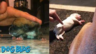 Compilation of the Most Heartwarming Dog Rescue Videos