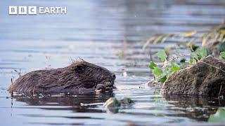 What’s Hiding In Vienna’s River Danube? | Coexistence | BBC Earth Kids