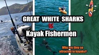 Great White Sharks Vs. Kayak Fishermen: Why They Are So Attracted to Kayaks?