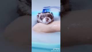 Cute ferret