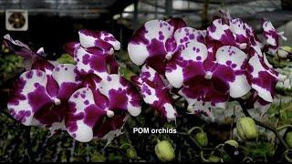 Phal. I-Hsin Smile Lucifer Орхидея от Pom Orchids Улыбка Люцифера. Цветение коллекции фаленопсисов