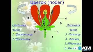 Цветок. Биология в стихах. 6 класс.