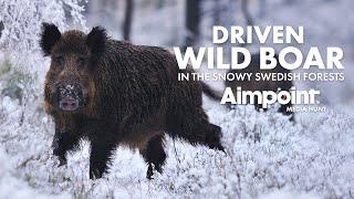 Driven wild boar hunting in the snow... 