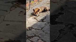 SLEEPY CUTE FOX  ENJOYING THE SUNSHINE & FALLING ASLEEP 