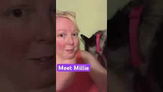 Meet my dog Millie! #dog #dogs #dogshorts #doglover #dogsofyoutube #doglife #dogvideos #dogsofinsta