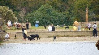 Great Dog Park - The Lighthouse Lady