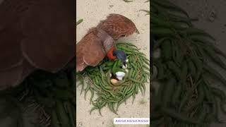 Birds build nests in a unique way to protect their eggs from salamanders. #wildlife #animals #birds