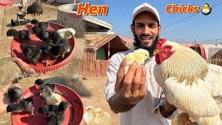 Wow New Chicks Nikal Aiye  Mubarak ho Barhma Baap Ban Gaya ️