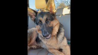 A DAY in the LIFE with my 100lb German shepherd #germanshepherd