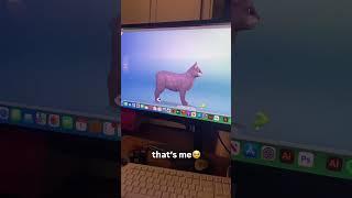 Funny animal videos I found on Instagram and Tiktok #shorts #funnyanimals #cat #funnypets #funny