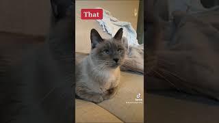 When Someone Says This About My Cat  #catshorts #cats #greycats #siamesecats #cutecat