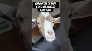 Chronicles of Baby Goat, Mr. Pickles Goofy Kid #goats #goat #babygoats #shorts #pets #animals