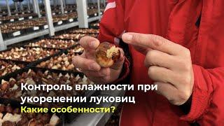 Контроль влажности при укоренении луковиц | Какие особенности?