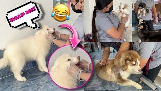 Our Pack Got Their Shots! | TAKOT SI SNOWHITE! | Husky Pack TV