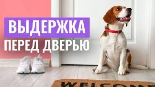 ОПАСНОСТЬ НА ПОРОГЕ! Что делать, если СОБАКА ВЫБЕГАЕТ ПЕРВОЙ ИЗ ДВЕРИ?