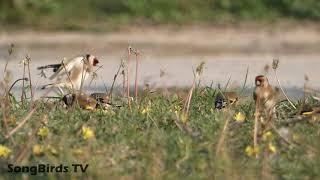 Carduelis Carduelis (European Goldfinch)