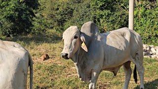 ¡La Vida SECRETA de un Ranchero Mexicano en el Campo! Ordeñando vacas y haciendo pajaretes "