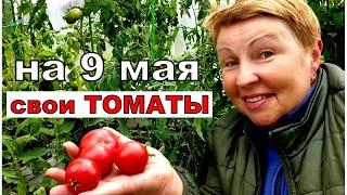 Томаты поспели на 9 мая в теплице. Растут не в грядке. Почему и как выращиваю?