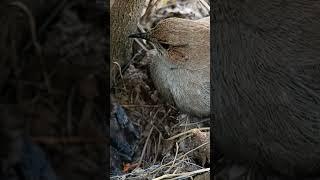 Robin Twins: Watch These Baby Birds Grow Together #shortvideo #shortsfeed