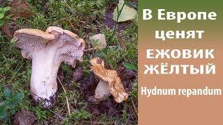 В Европе ценят Ежовик жёлтый - Hydnum repandum.