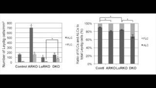 Yuichi Shima - Androgen receptor in postnatal fetal Leydig cells