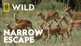 African Wild Dogs Hunt an Impala | Killer Safari | National Geographic WILD UK