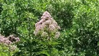 Wild Medicinal and Edibles Joe Pye Weed