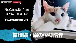 長毛三花貓喬喬｜只愛吃睡的肥三花 #funny  #cat #pets #cute #pets #cuteanimals