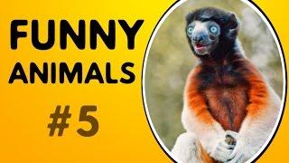 FUNNY ANIMALS & PETS 2017 FUNNIEST MOMENTS & FAILS | FUNNY ANIMAL COMPILATION - BEST VIDEOS #5