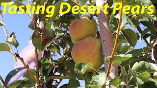 First Ripe Pears?? + Q&A  | The Desert Farmer Podcast -  Episode 32