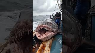 You Can’t Ignore This – Fishermen Just Discovered a Rare Sea Giant!