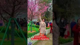 Sakura /cherry blossoms in Hongkong #shorts #viral #trending #sakura #cherryblossom #hongkong