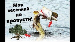 Как только зацветёт это дерево ноги в руки и за щукой! Правда что жор щуки начинается в мае?