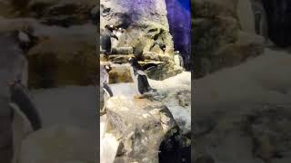 The cutest Fish penguin #ocean #sealife #penguin #naturelovers