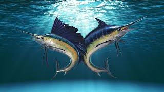 Marlin & Sealfish Differences - The Differences