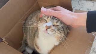 Cute Cat Purring in a Cardboard Box | Instant Relief from Stress and Anxiety | Her Face at the End!