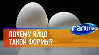 Галилео  Почему яйца такой формы?