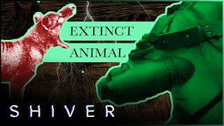 The Haunting Search for the Tasmanian Tiger | Shiver Mysteries