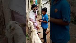 bakra eid mubarak