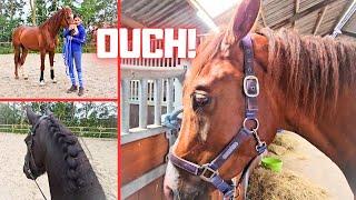 That's annoying Rising Star⭐!! | Protective boots | Ride and lunge | Friesian Horses