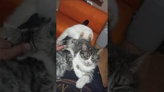 Когда ты решил получить бодрость, выпить кофе, приходят они, коты-усыплялки #cat #кот #котята